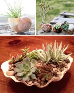 24-Creative-Garden-Container-Ideas-Use-shells-for-small-plants-22